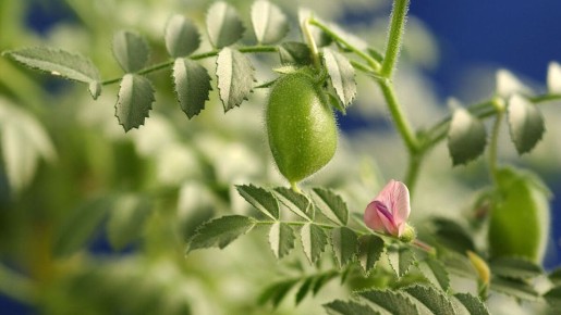 Как вырастить нут на даче: полезные советы для начинающих