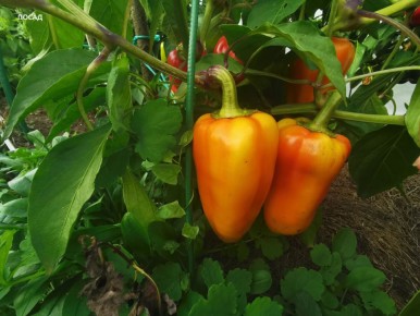 ��� ��������� ������������ ������� � �������� ���������������� ������