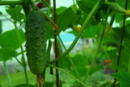 ��� ��������� ���������� �� ������� � �������� ��������