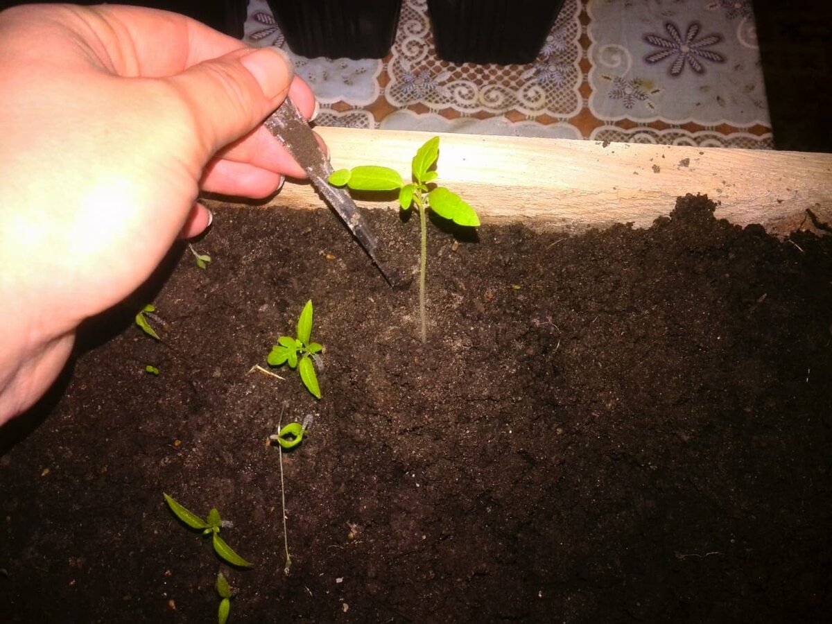 Как правильно пикировать рассаду томатов для максимального урожая