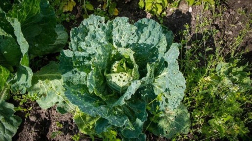 Как победить капустную белянку: рабочие методы агронома