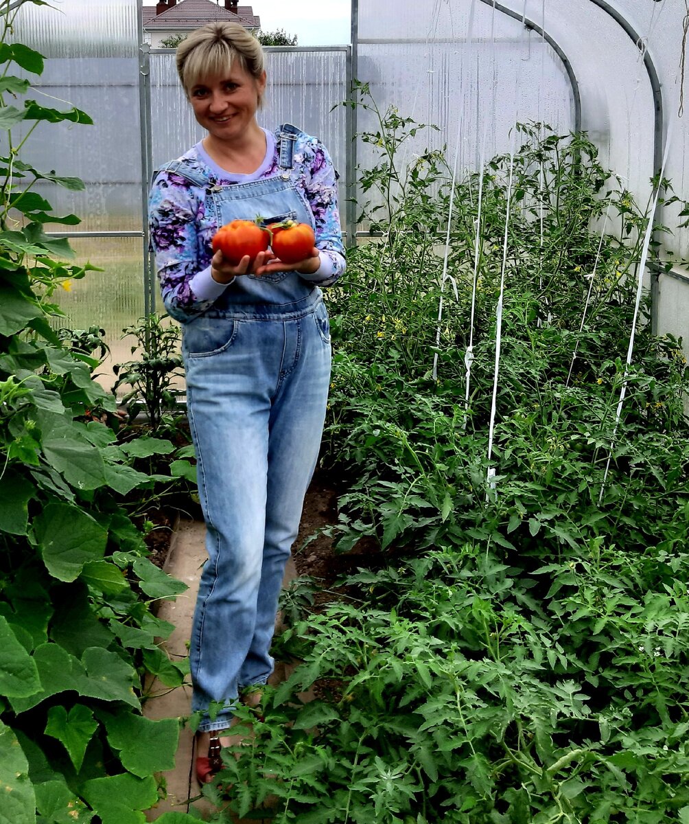 Как спасти урожай помидоров: типичные проблемы и решения