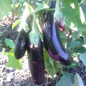 Как вырастить идеальные баклажаны: секреты и советы