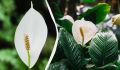 Как правильно ухаживать за спатифиллумом весной: советы эксперта