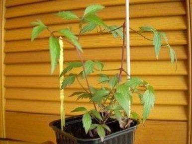 Как вырастить клематисы в домашних условиях: секреты успешной посадки и ухода