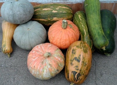 Умные советы по хранению тыквы до весны