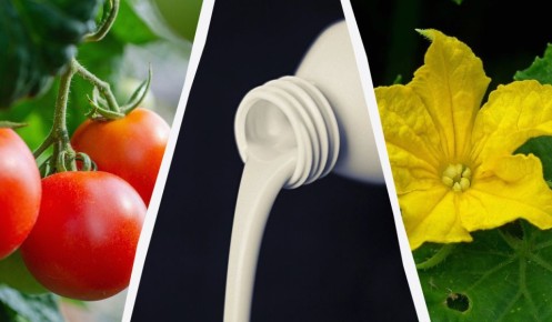 Как правильно поливать растения кефиром: секреты и советы для урожайного сезона