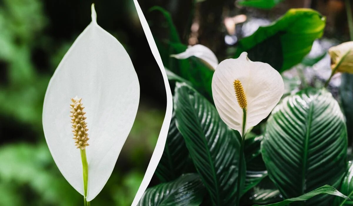 Как правильно ухаживать за спатифиллумом весной: советы эксперта