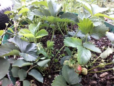 ��� ������������ ������ ����� ��� �������� ����-������: ������ � ����