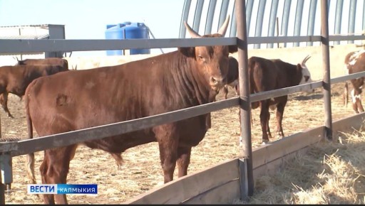 В Элисте и пяти районах Калмыкии действует карантин из-за заболеваний скота