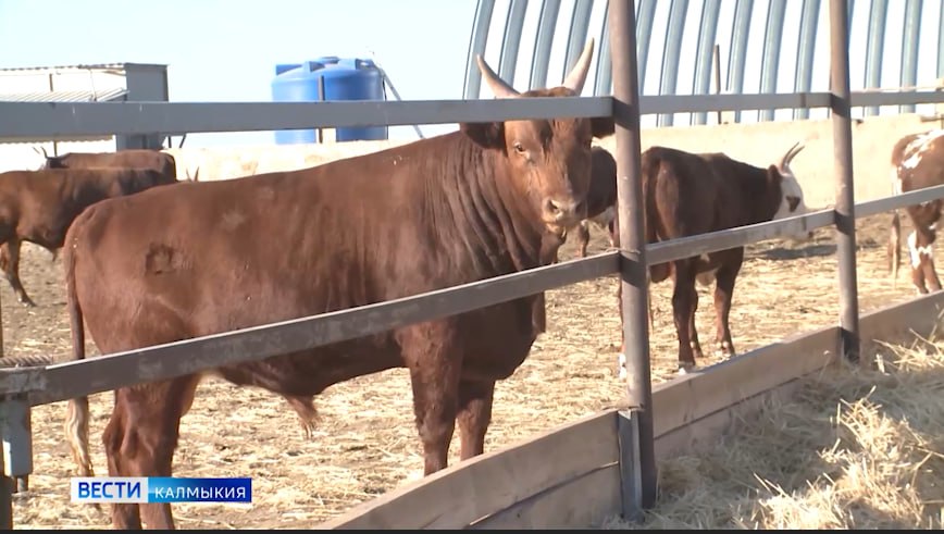 В Элисте и пяти районах Калмыкии действует карантин из-за заболеваний скота