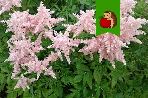 Что стоит учесть, ухаживая за астильбой: 5 важных нюансов