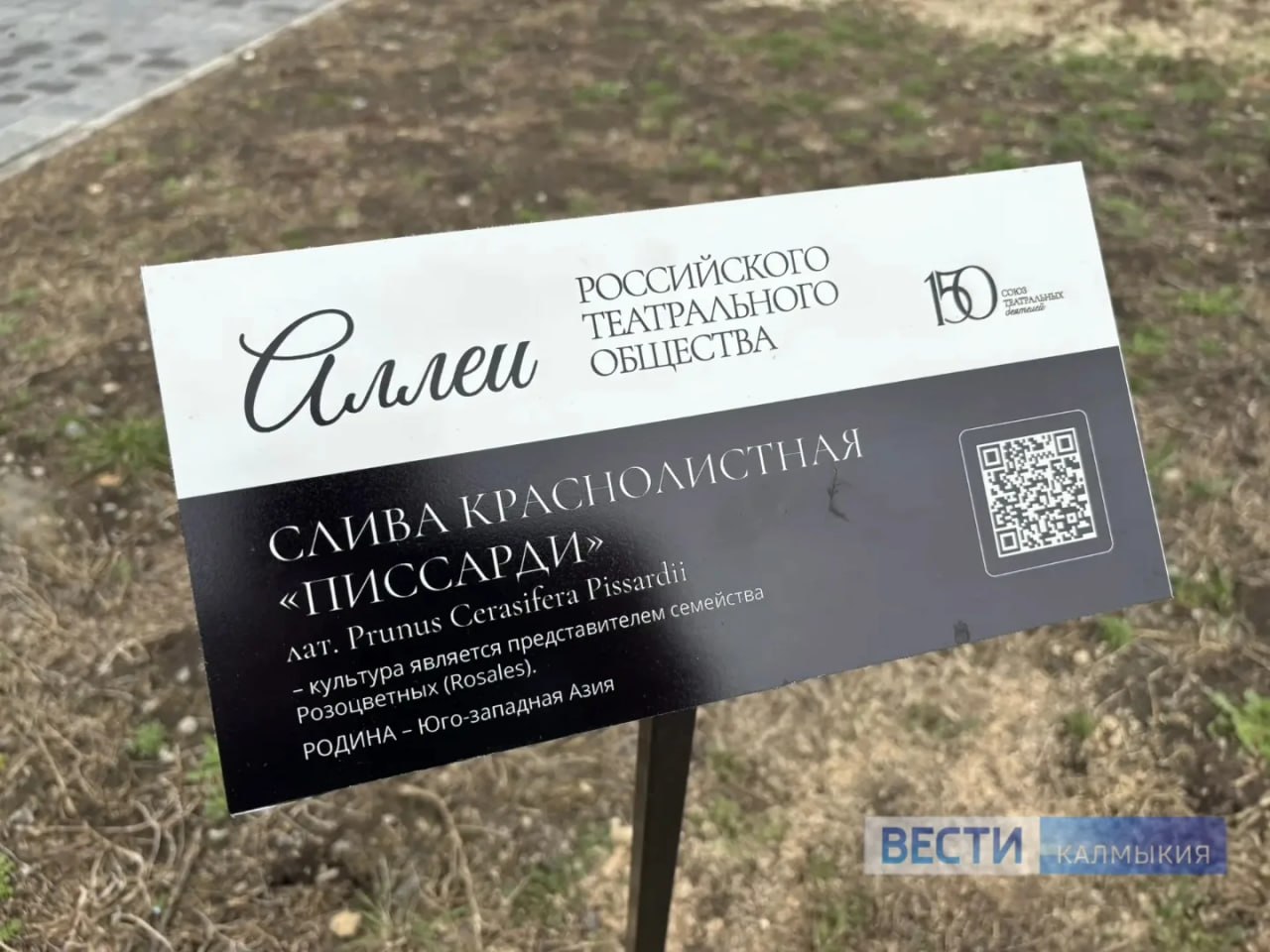 В День театра в Элисте высаживают аллеи Союза театральных деятелей России