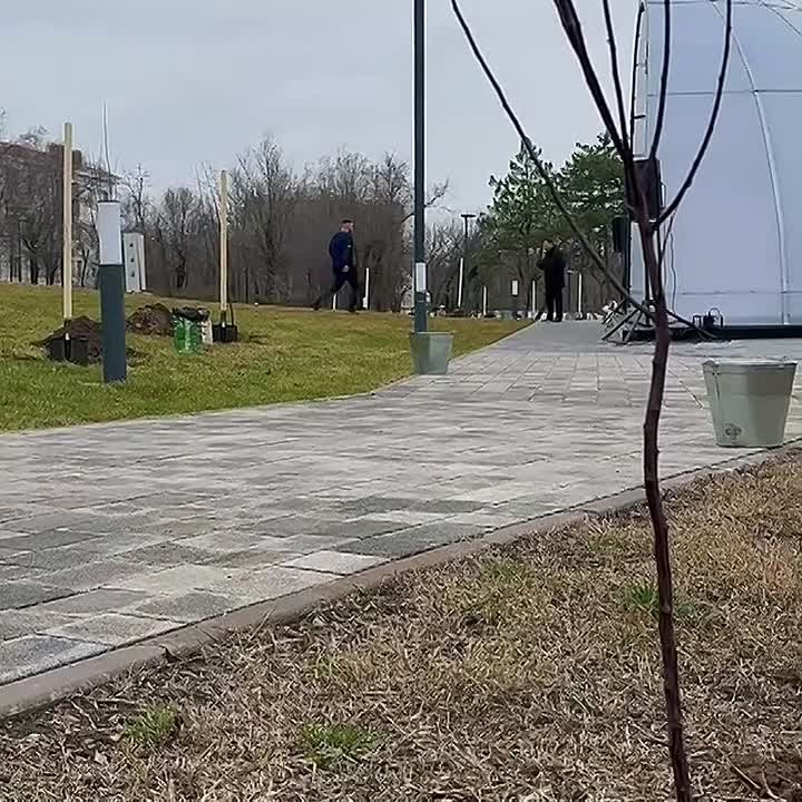 У летней сцены по улице Городовикова все готово к созданию новой аллеи крастнолистных слив «Писсарди»