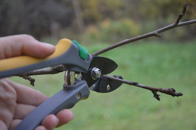 Секреты весенней обрезки яблонь для начинающих садоводов