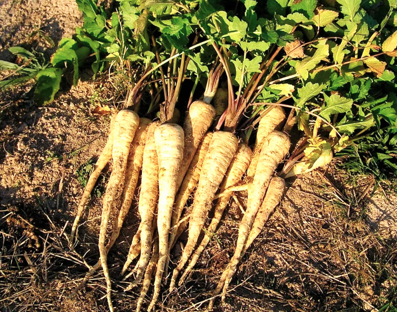 Забытый корнеплод, который может удивить. 7 причин добавить пастернак в свой огород