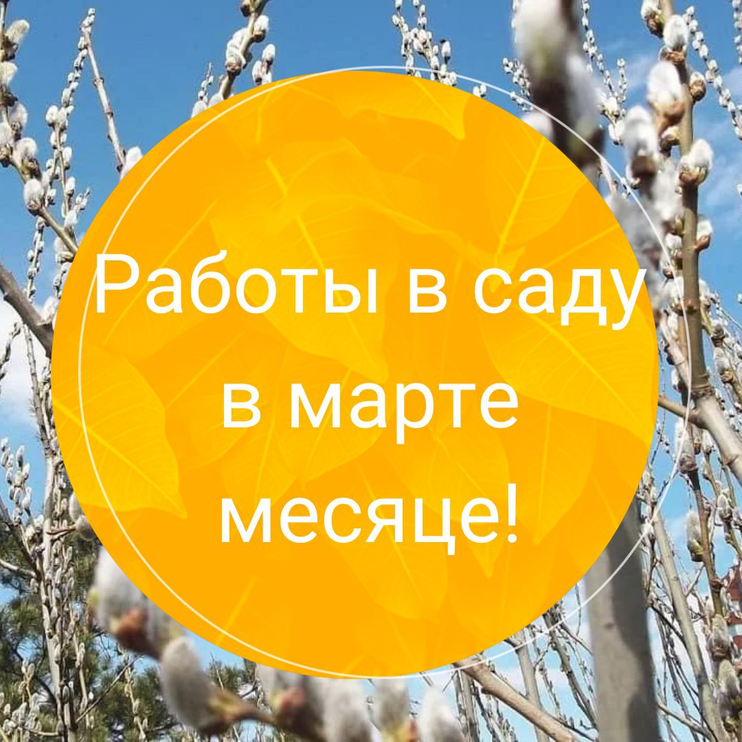 Как подготовить сад к весне: советы на март