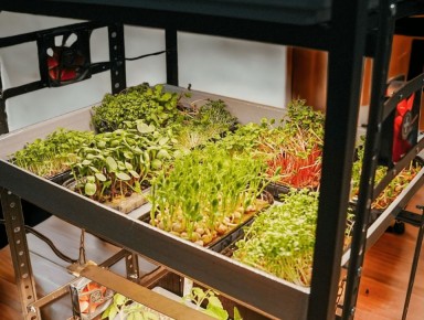 Микрозелень: как молодые ростки могут изменить ваше питание