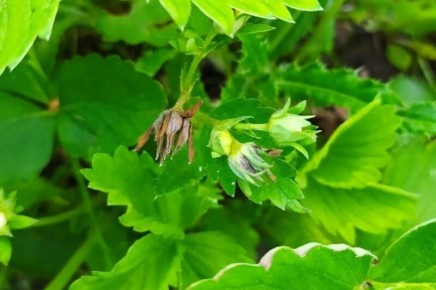 ��� �������� �������� �� �����������: ������ �� �������� ���������