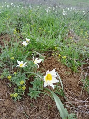 В Калмыкии началось цветение тюльпанов