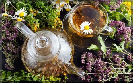 Чайный огород: выращиваем ароматные растения для уникального чая