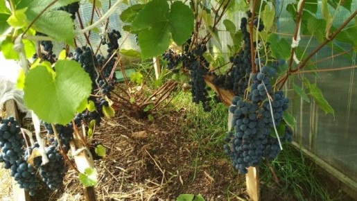 Как монастырская формировка увеличивает урожай винограда до 45 килограммов с куста