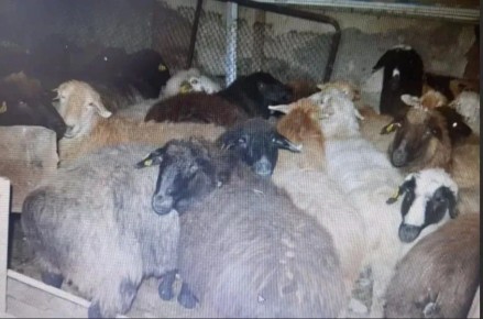 � ���������������� ������ �������� ����� 43 ����� ������� �������� �����