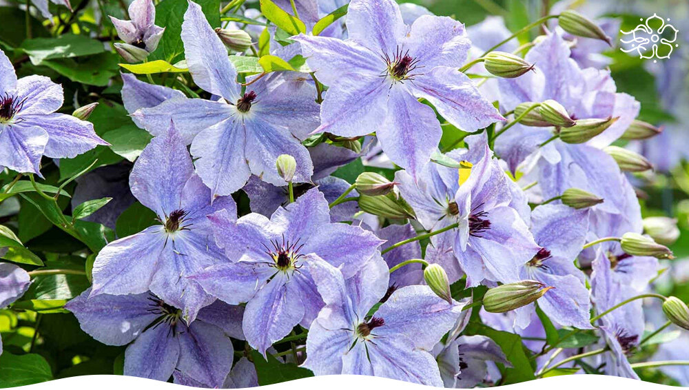 Клематисы, которые преобразят ваш сад