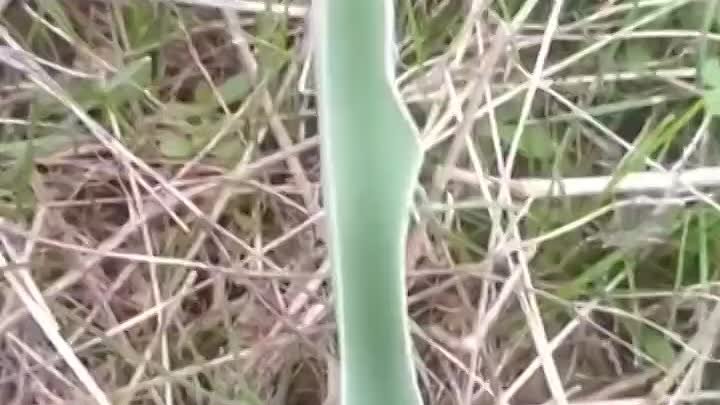 #ВидеоДня. За рождением тюльпанов в степи следят инспекторы Дирекции особо охраняемых природных территорий РК. В период активного цветения тюльпана они проводят рейды ежедневно без выходных