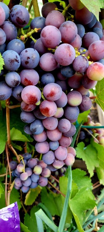 ��� ��������� ��������� ��������: ������� ��������� �����