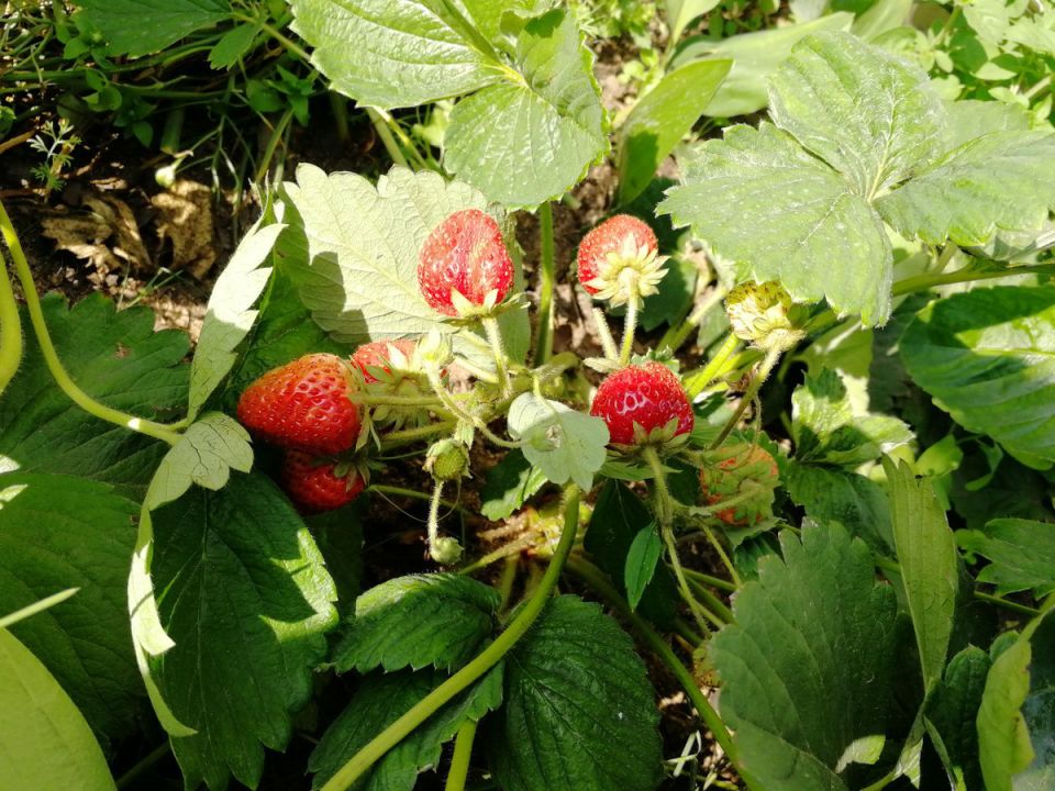 ��� ��������� ������������ ����� �� ����: ������ ��� ����������