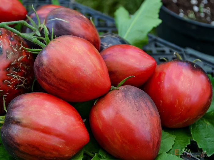 Томат клубничный водопад: яркие плоды и сладкий вкус