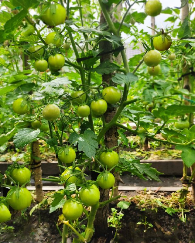 ��� �������� ���������� ������ ���������: ������� � ������