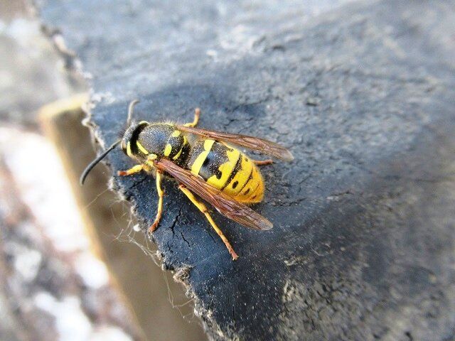 ��� ��� �������� ����: ����������� ������������