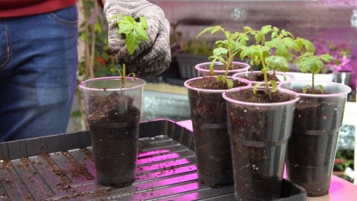 ��� ��������� ������������� ������ ����� ���������: ������ ������