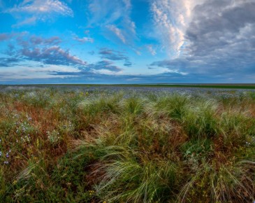 �� ��� ���������� ������ �������� ��������� Kalmyk Camel Trophy � ��� ����� ������� ������ � ���������� ������