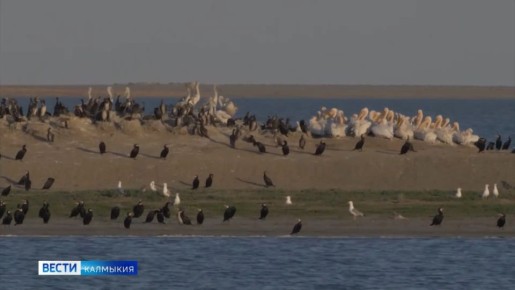 В апреле у большинства птиц начинается самый ответственный период — откладывание яиц и высиживание птенцов