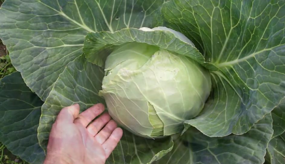 ������� ��� ��������� ��������: ����� ����� ����� ������� � ���� ������