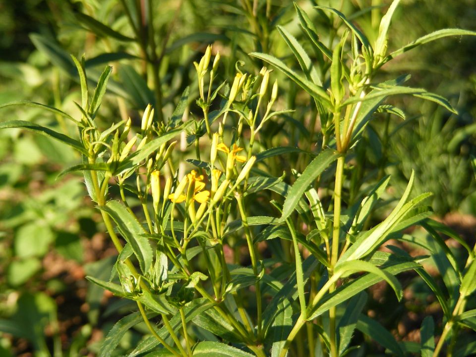 ��������: ������ ������, ������� �������� �������� � ������ ����������� ��� �� ���������