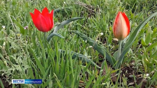 Сегодня в регионе стартует Фестиваль тюльпанов