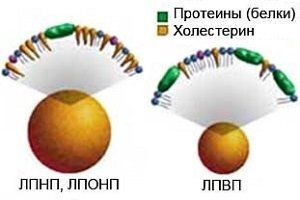 Холестерин: мифы и реальность о питании и здоровье