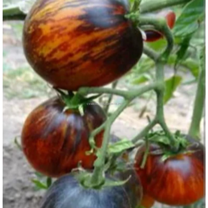 ����� ������: ���������� ���������� �������� ��� ������ �����������