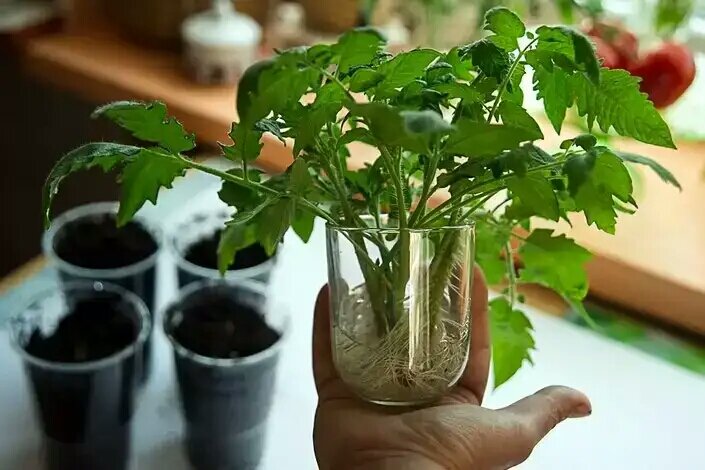 Как вырастить крепкую рассаду томатов при нехватке света