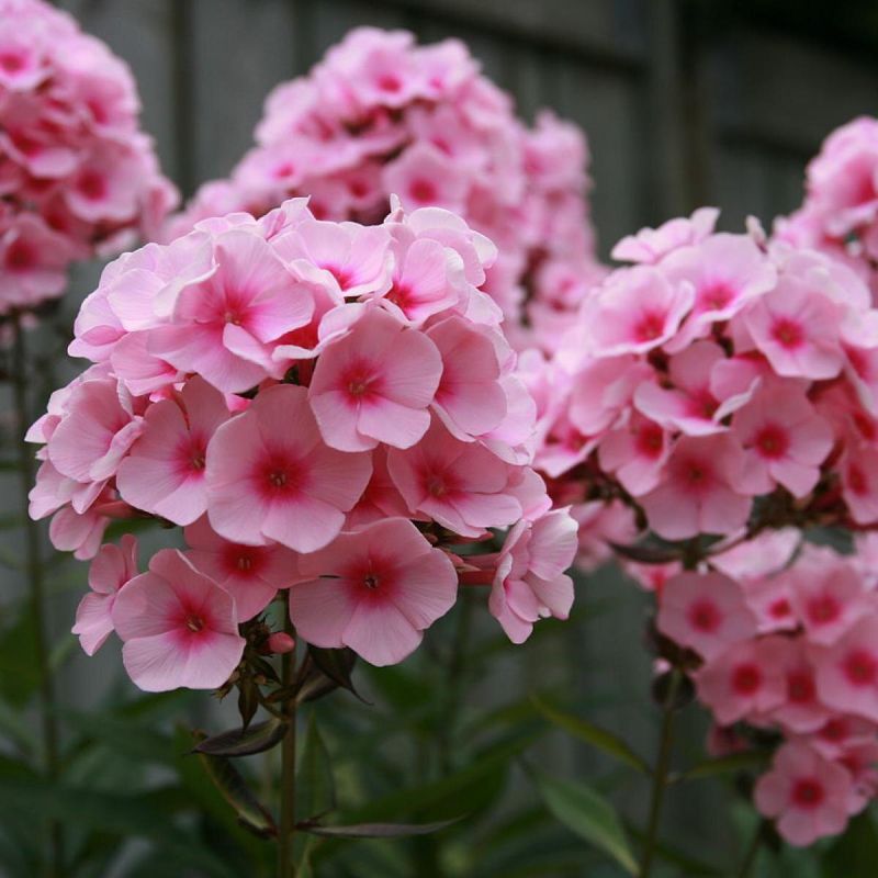 ������� ������� �������� �������: ��� ������� ��� ��� ����