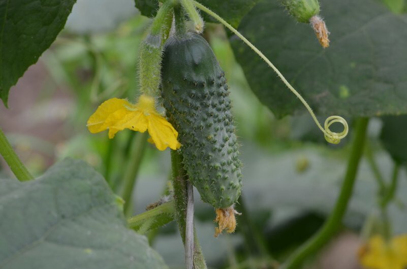 Выращивание огурцов в 2025 году: как собрать урожай на протяжении всего лета