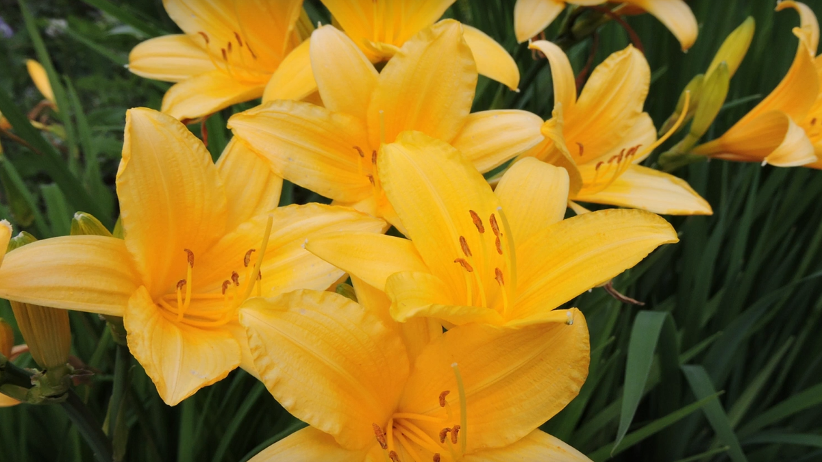 Как вырастить цветущий ковер из лилейников всего за сезон: секреты опытного агронома