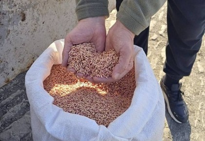 Калмыкия помогает: 3 тонны ячменя — в подшефный Антрацит