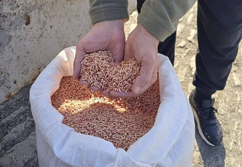 Калмыкия помогает: 3 тонны ячменя — в подшефный Антрацит