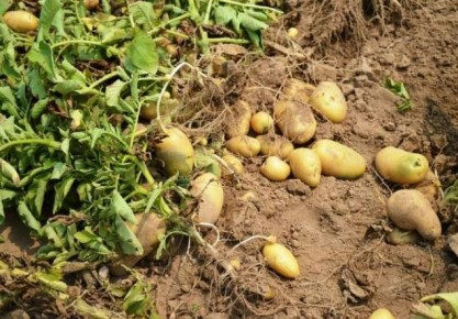 ������� ������������ �����: ����� �� ��� ����� ������� ������?