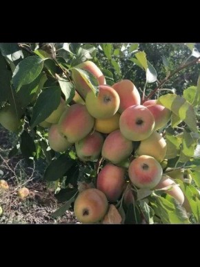 ������� �����: ���������� ������ ��� ������ ����